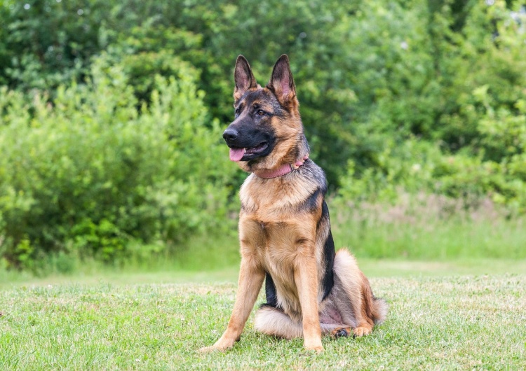 Czworonóg pod lupą – czy wspólnota mieszkaniowa może zabronić posiadania psa?