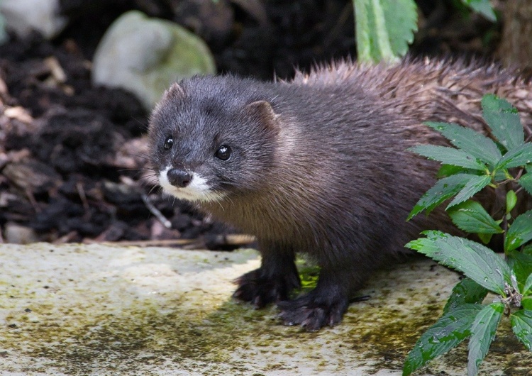 Sejm przyjął ustawę o zakazie hodowli zwierząt futerkowych. „Dziwna forma ratowania przez zabijanie”