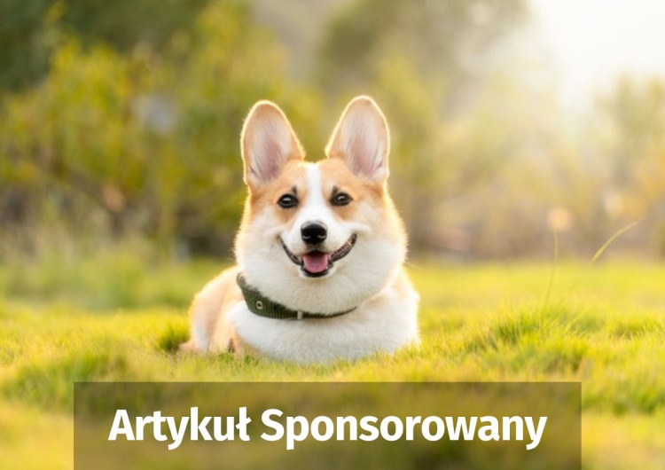 Rodzaje karm weterynaryjnych dla psa